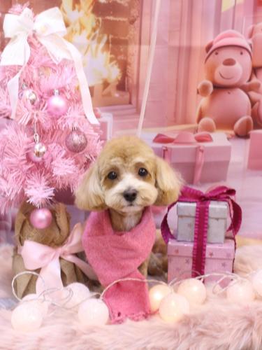 20241218茶々ちゃん